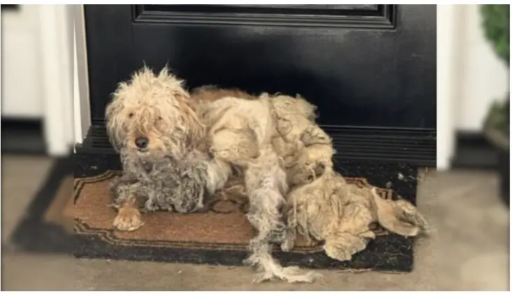 Homeowner Shocked To Find A Dog In Need On Her Doorstep, Begging For Help