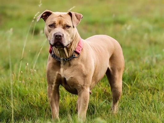 American Bully Mixes