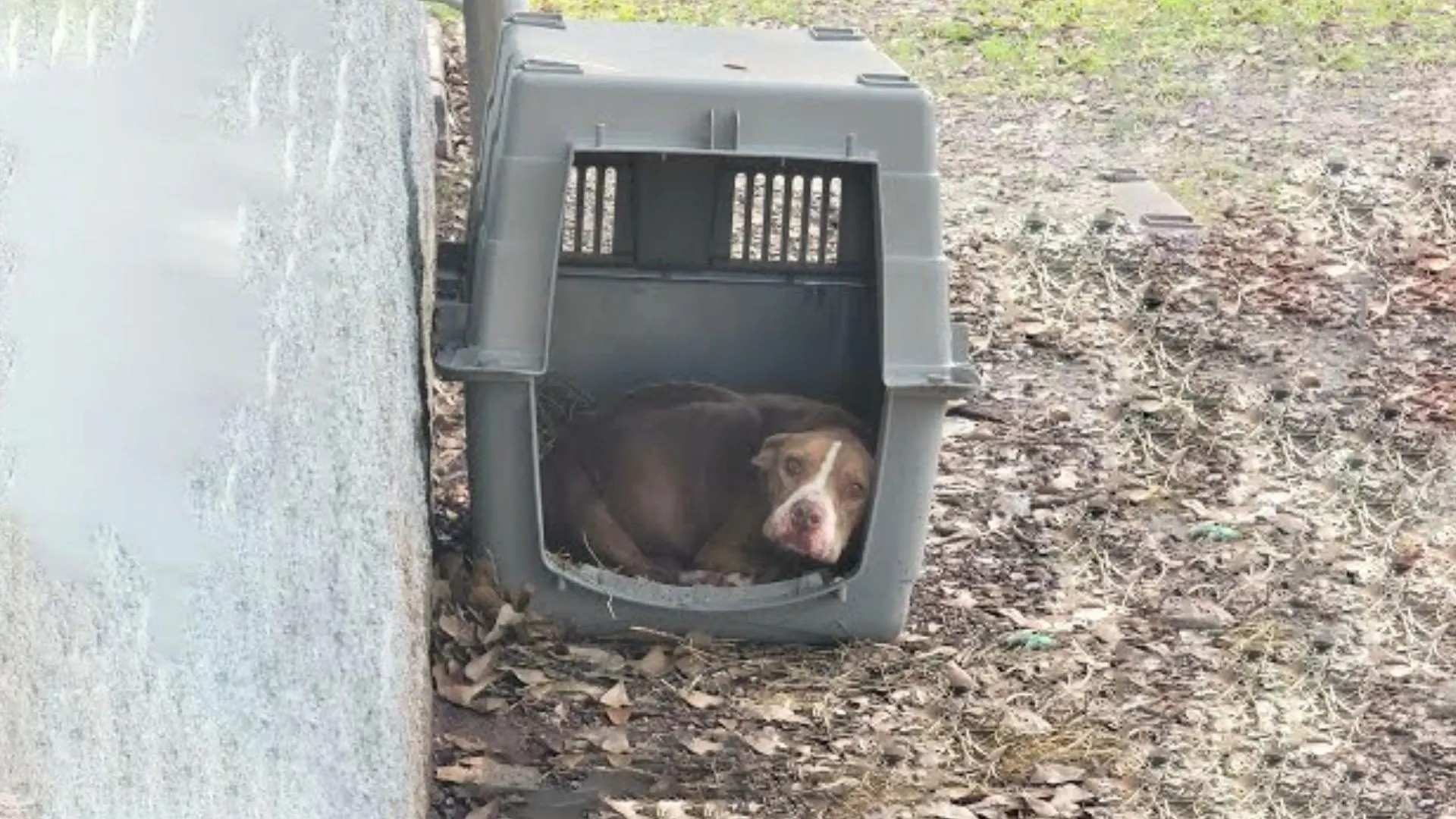 Hopeless Dog Eats Anything She Can Find Just To Survive Cruel Abandonment