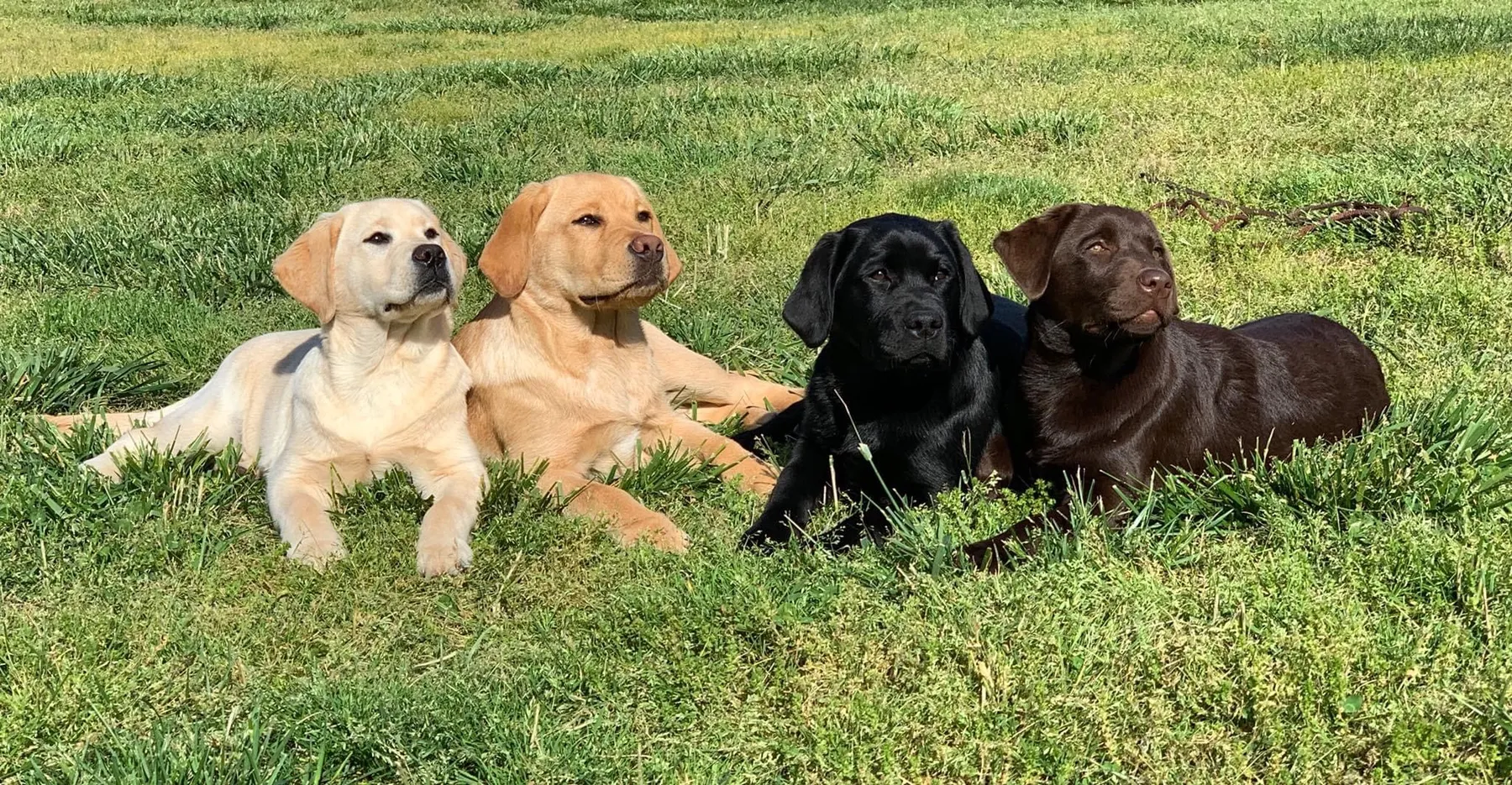 All 7 Labrador Retriever Colors and the Genetics behind them!