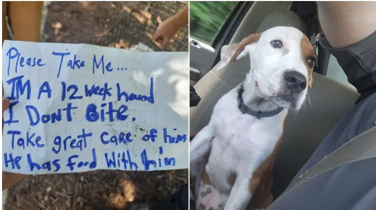 Man Finds A Dog Abandoned In A Small Crate, Then Reads A Heartbreaking Note